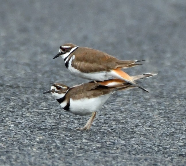 Killdeer - ML618518147