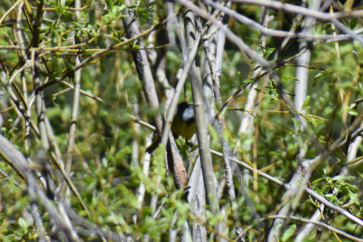 MacGillivray's Warbler - ML618518159