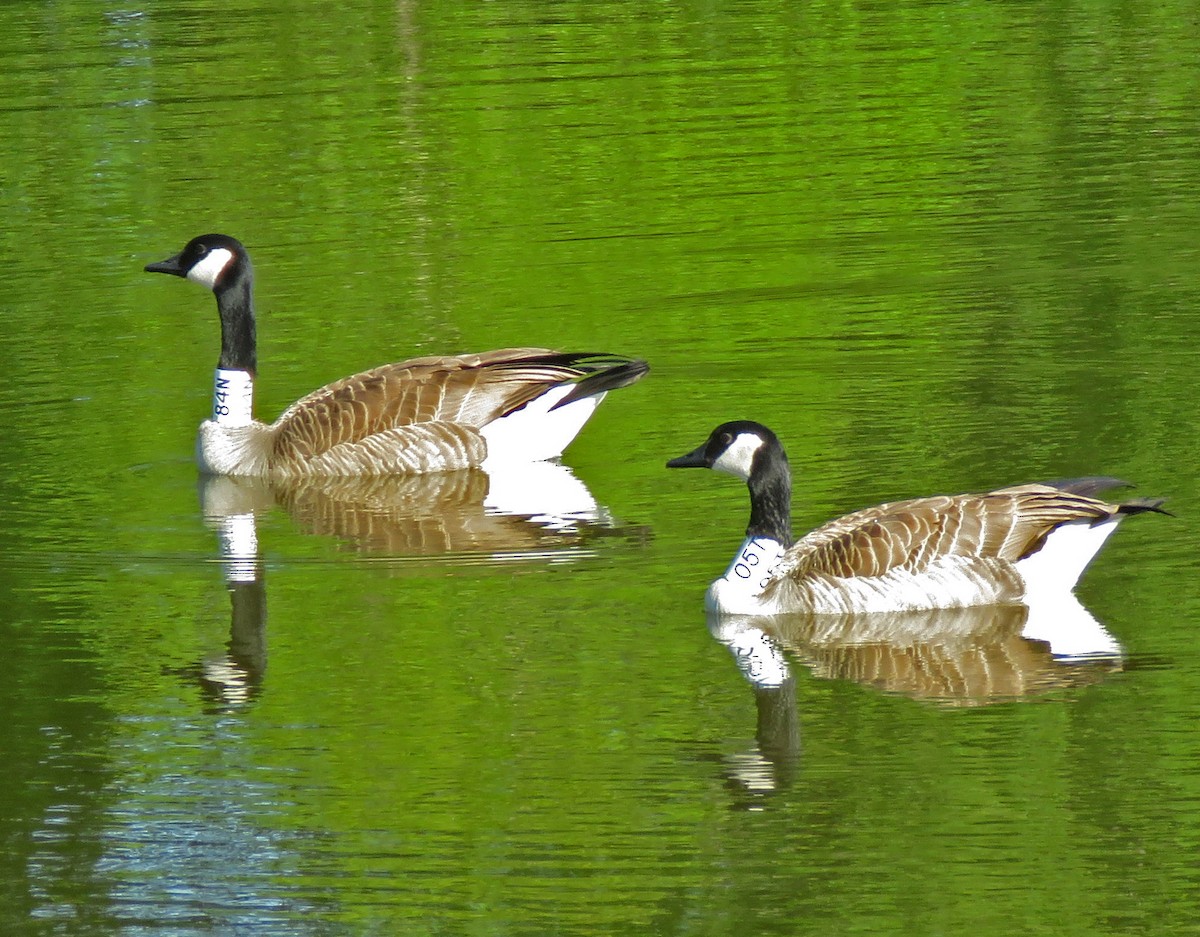 Canada Goose - ML618518166