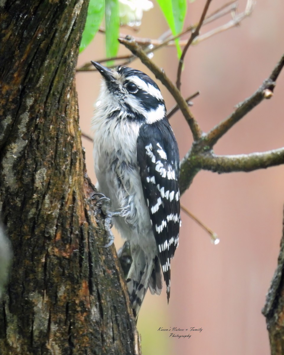 Downy Woodpecker - ML618518172