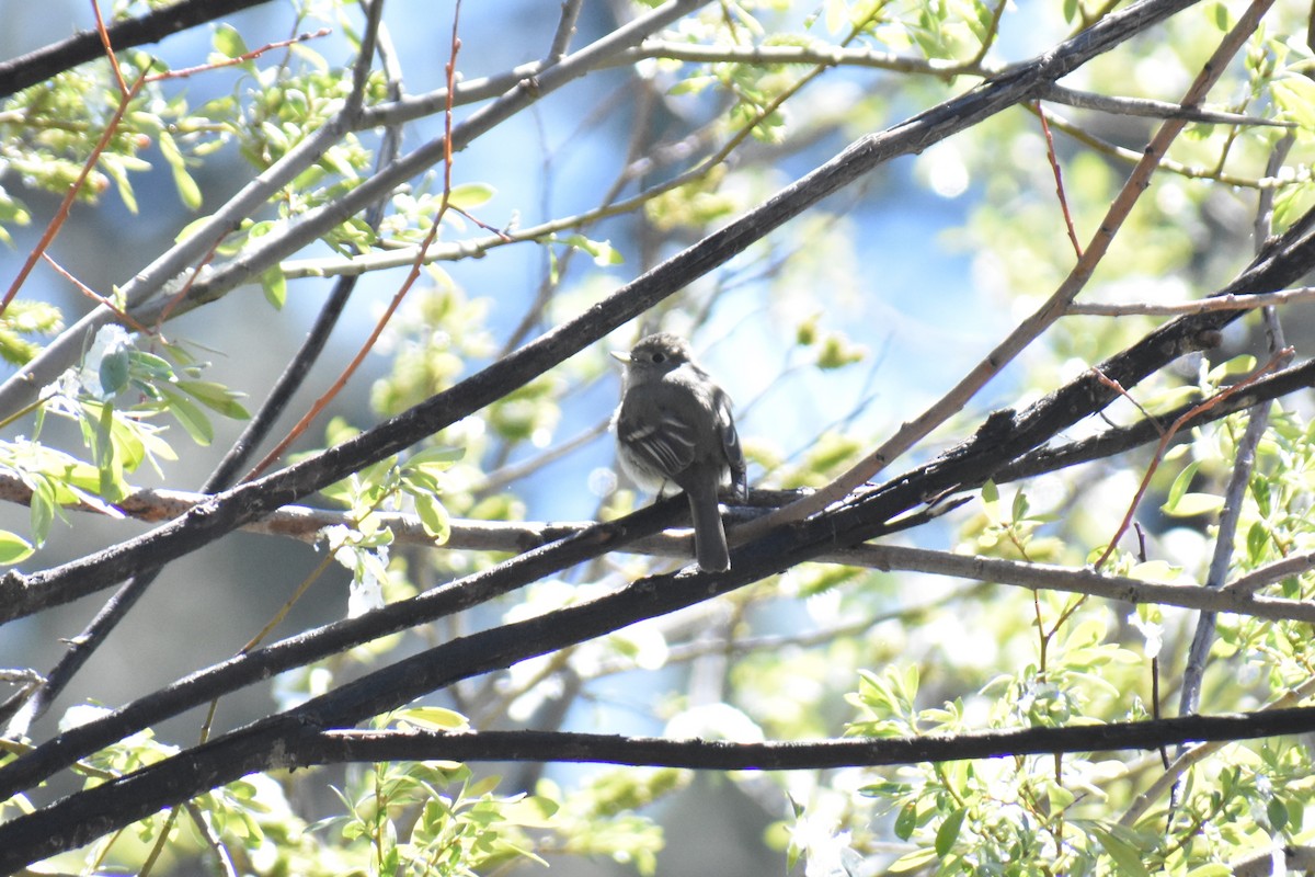 Dusky Flycatcher - ML618518176