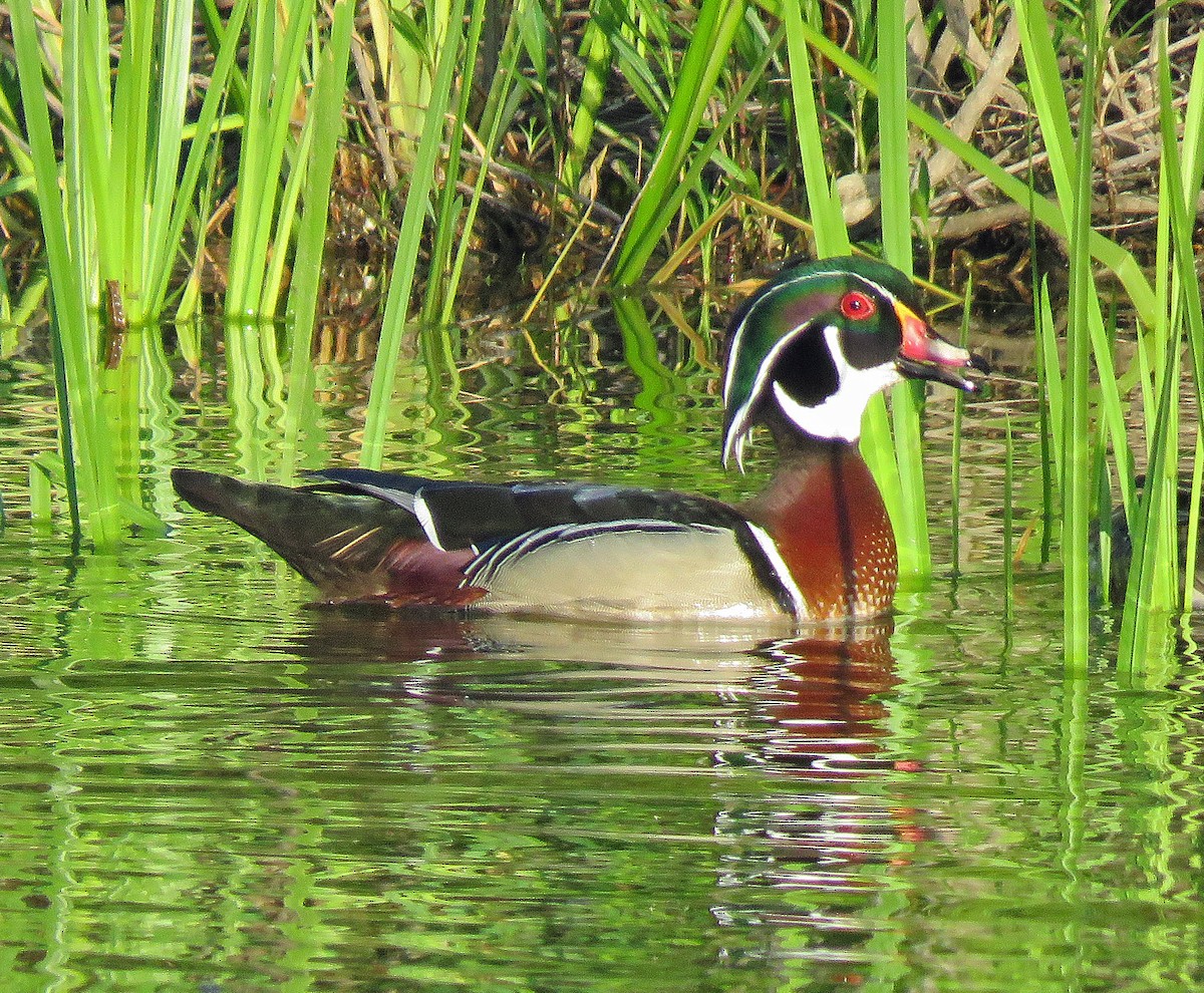 Wood Duck - ML618518180