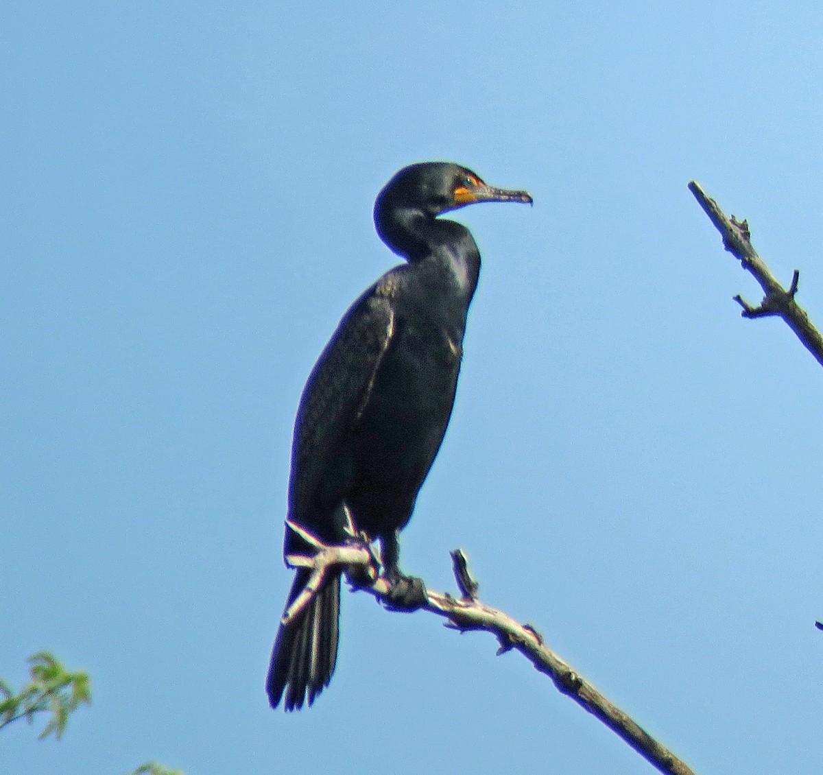 Cormoran à aigrettes - ML618518199