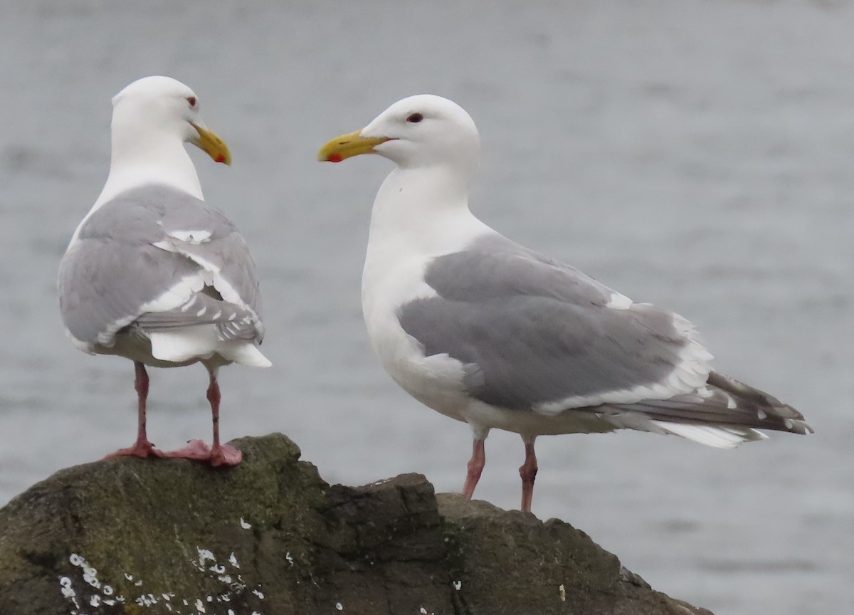 Glaucous-winged Gull - ML618518202