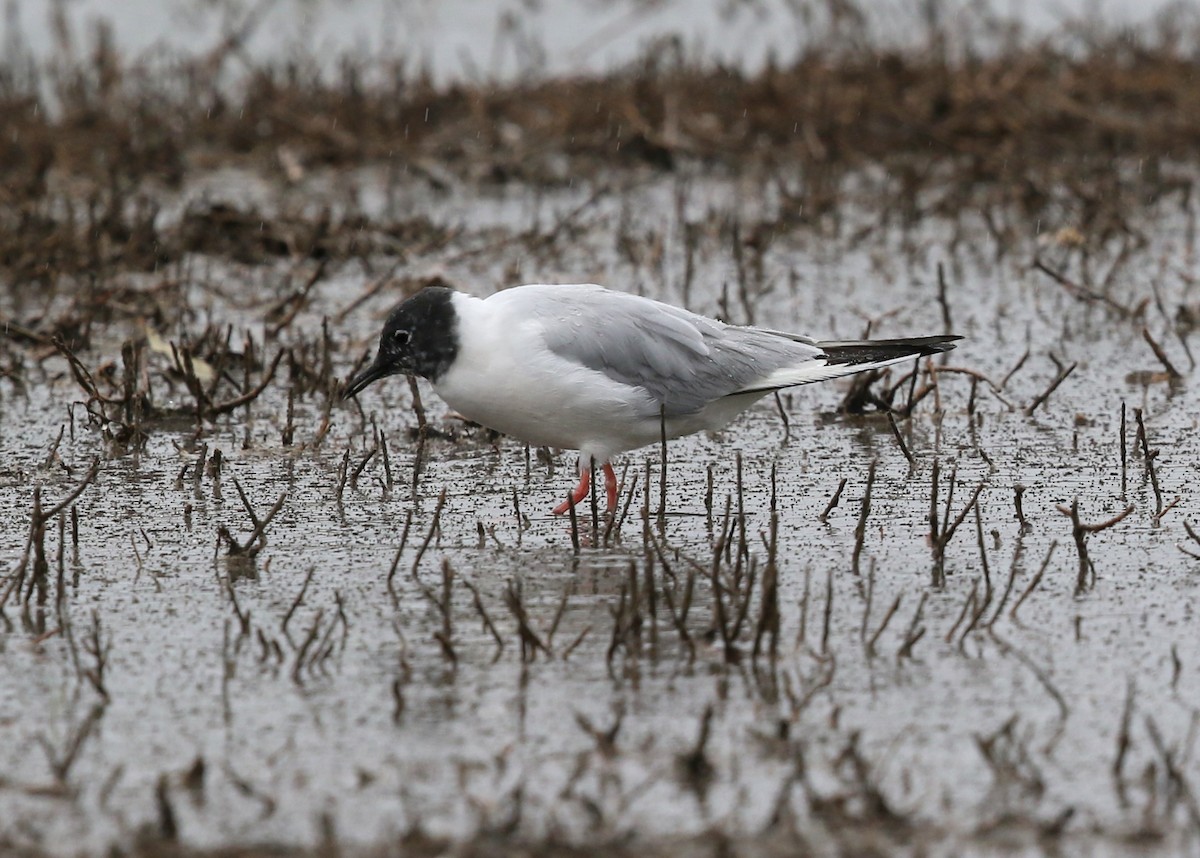 Bonaparte's Gull - Steve Rottenborn