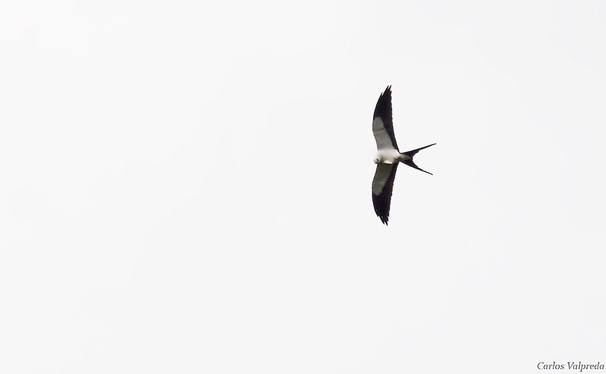 Swallow-tailed Kite - Carlos Valpreda