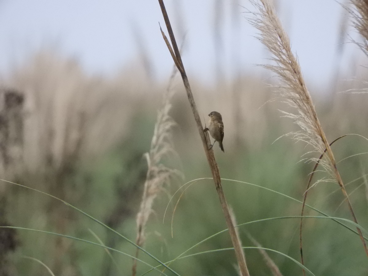 Dark-throated Seedeater - Franco Palandri