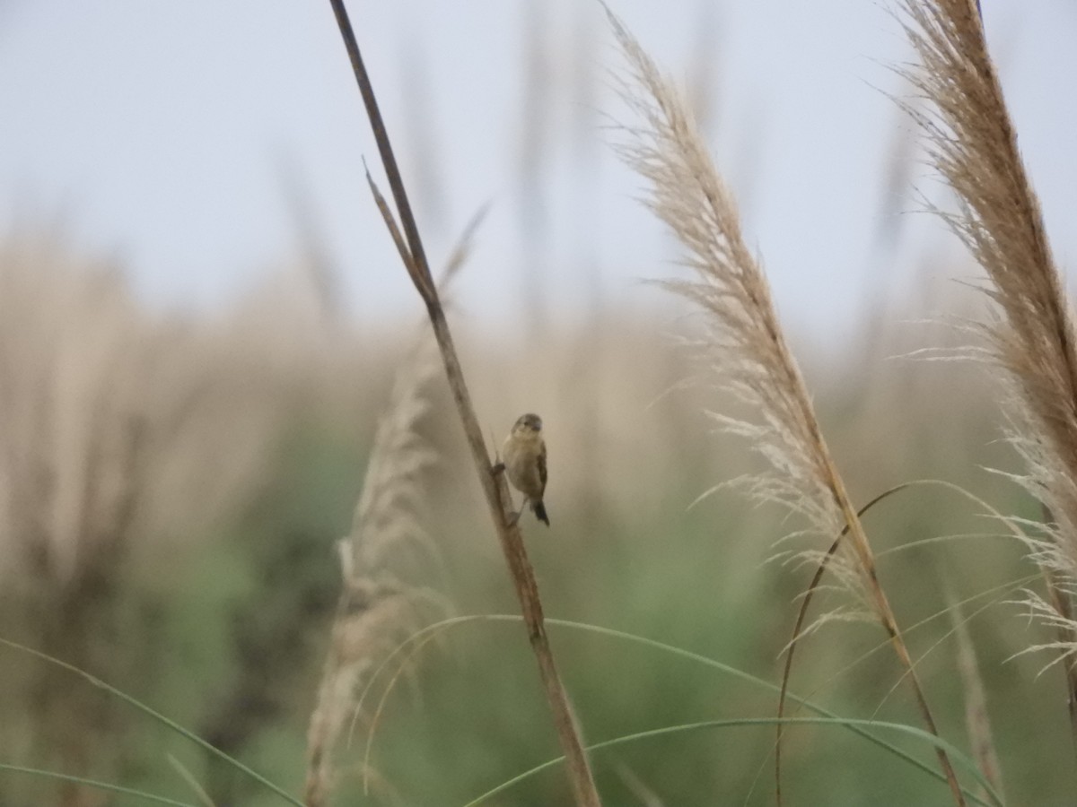 Dark-throated Seedeater - ML618518217