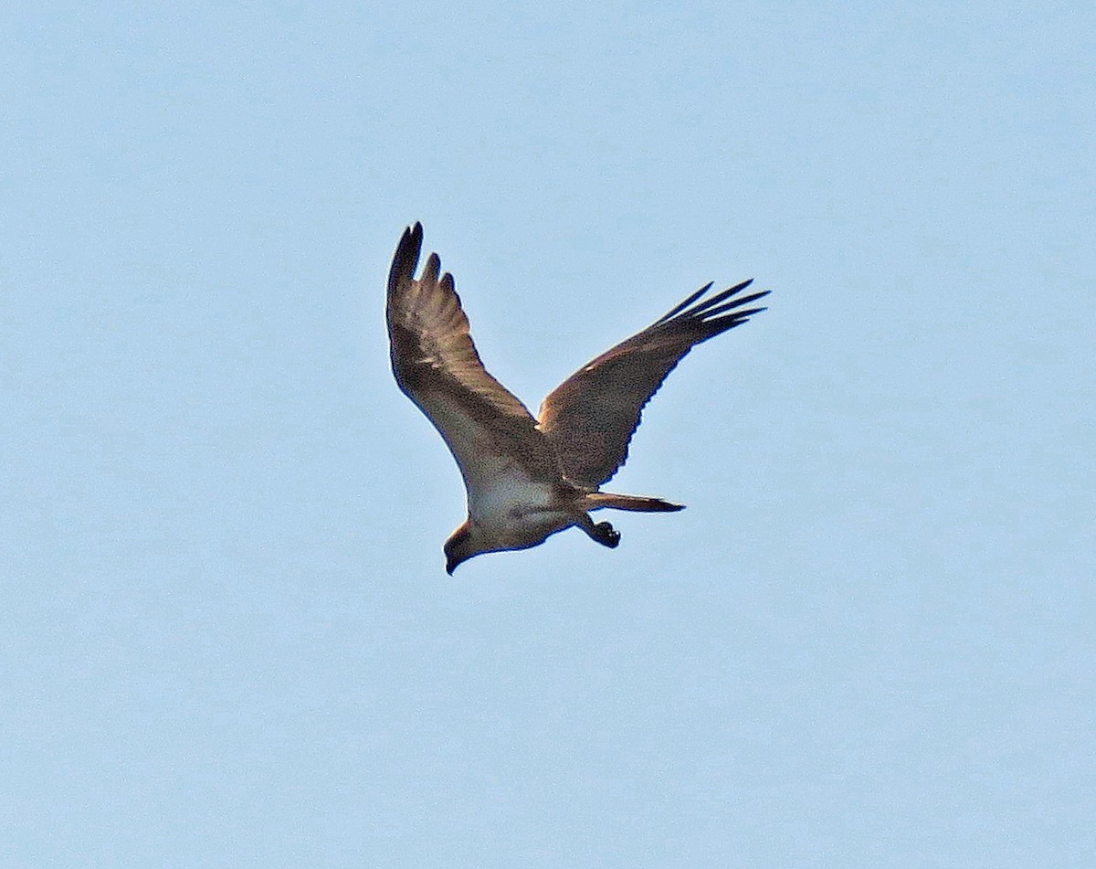 Balbuzard pêcheur - ML618518230