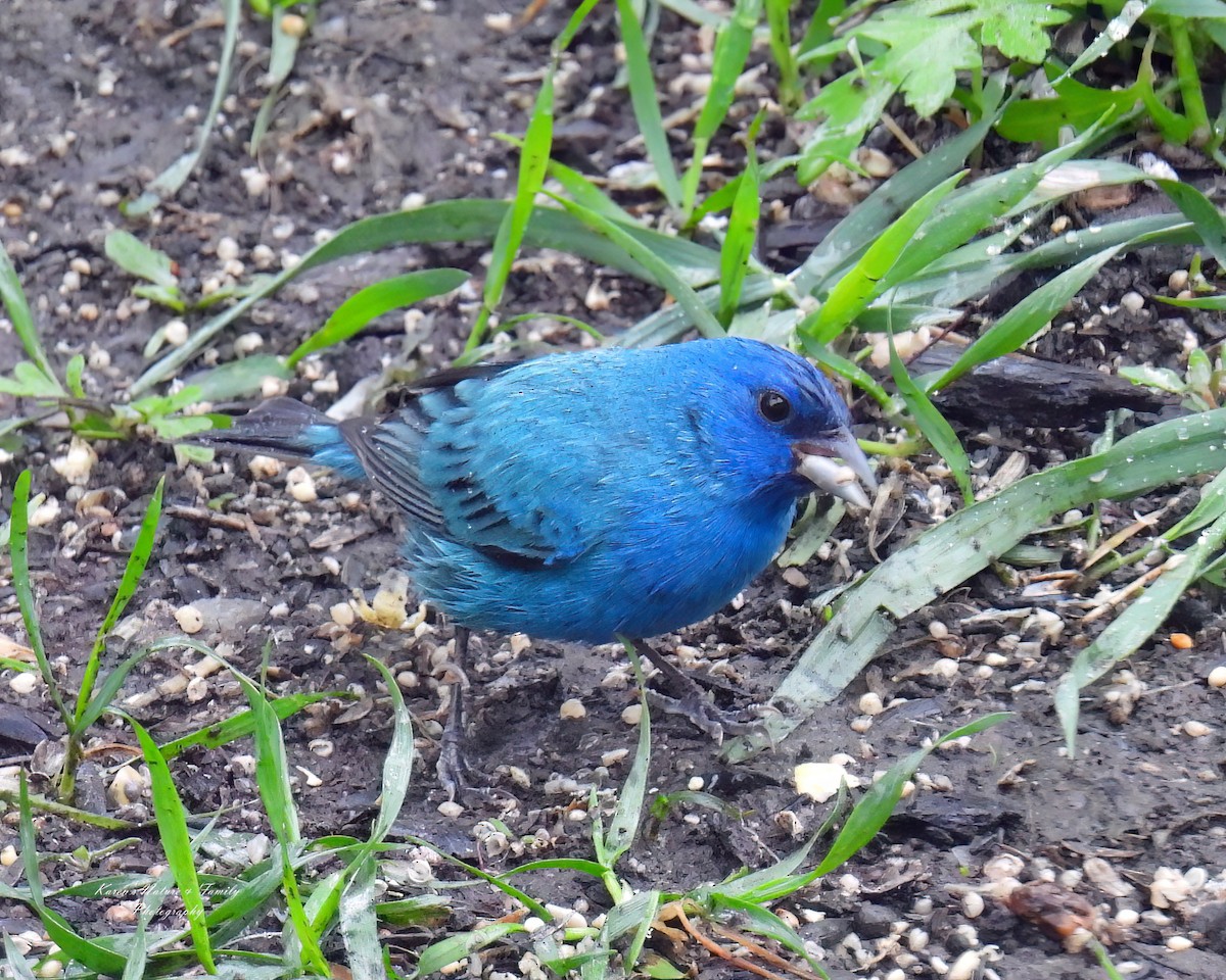 Indigo Bunting - Karen VanDyk