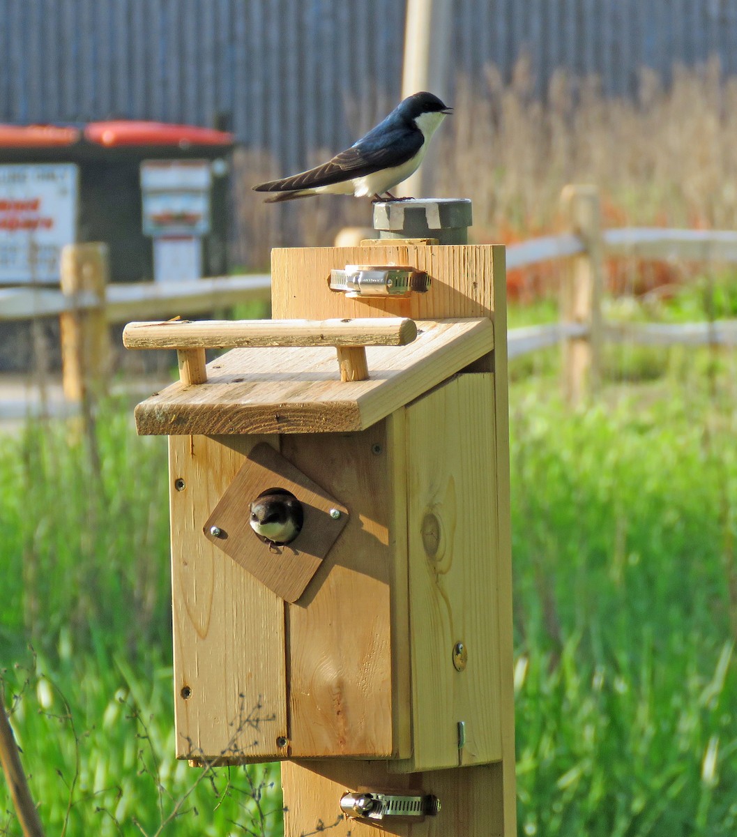 Tree Swallow - ML618518257