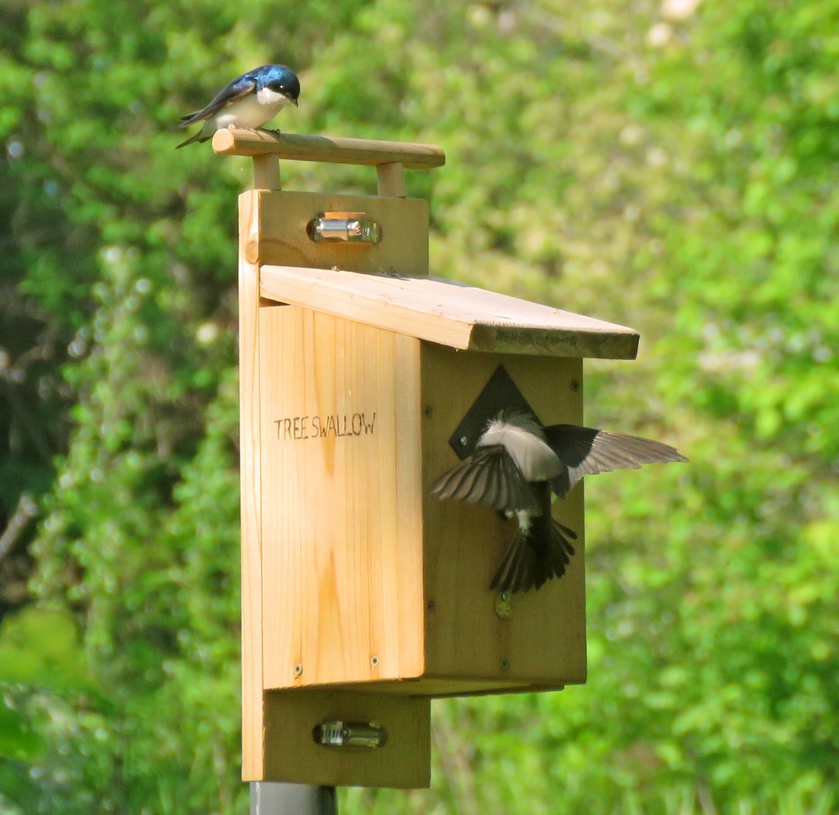 Tree Swallow - ML618518262