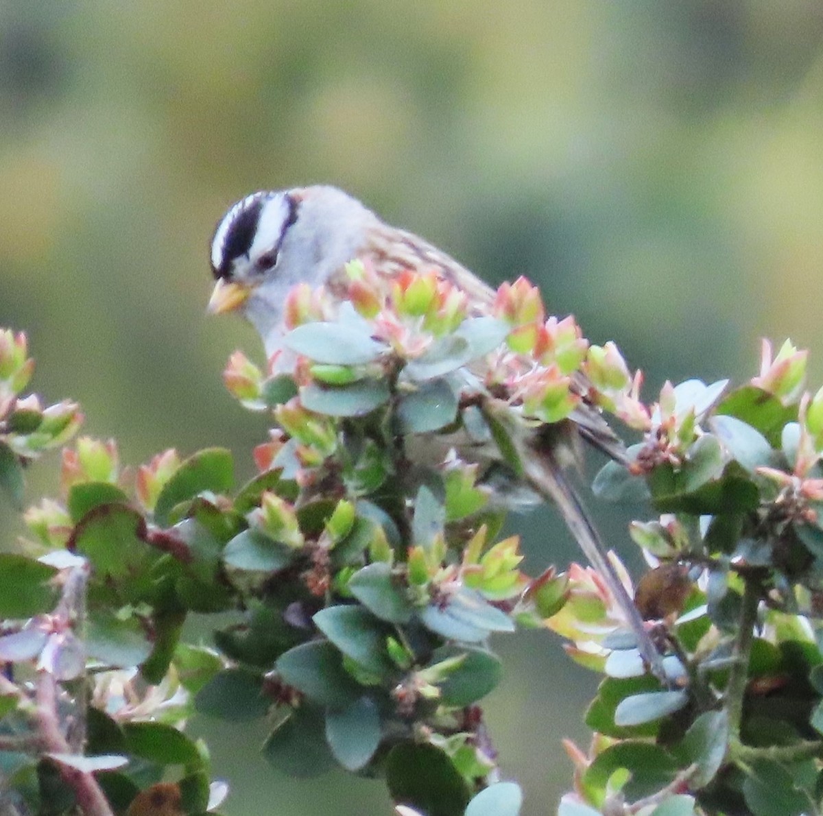 White-crowned Sparrow - ML618518271