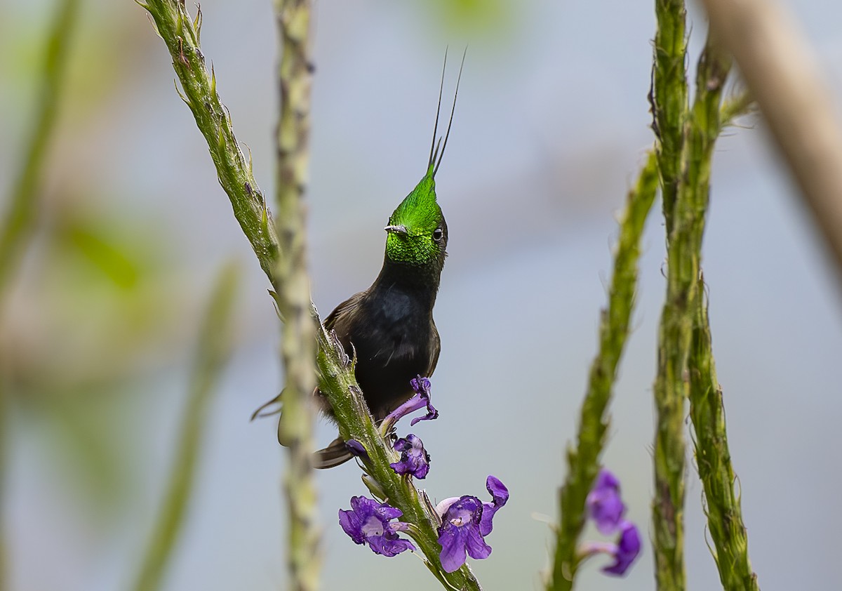 Wire-crested Thorntail - José Luís Massoco