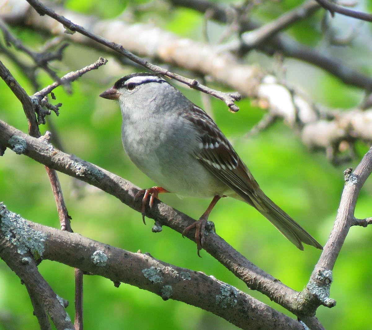 White-crowned Sparrow - ML618518293