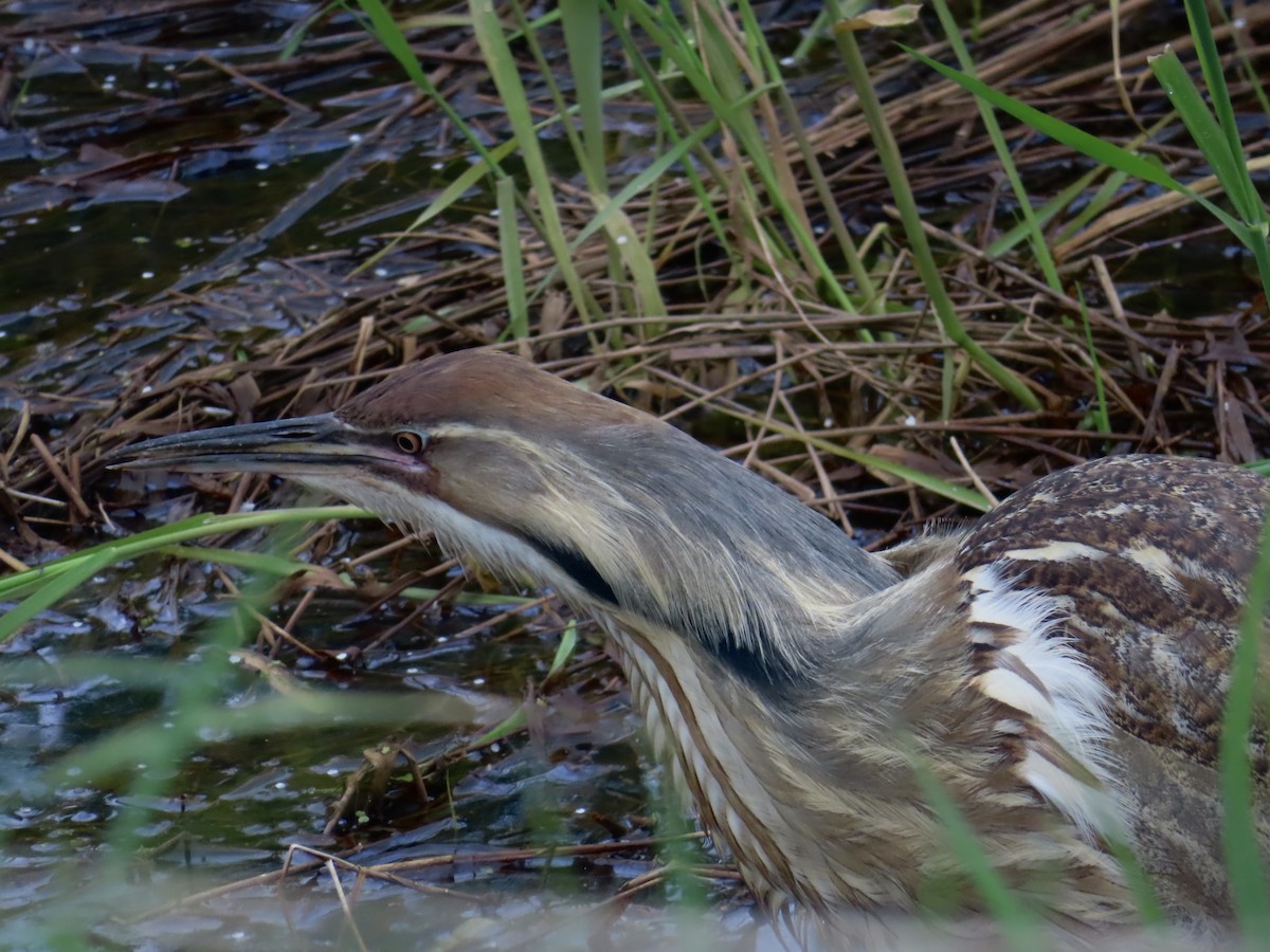 American Bittern - ML618518304