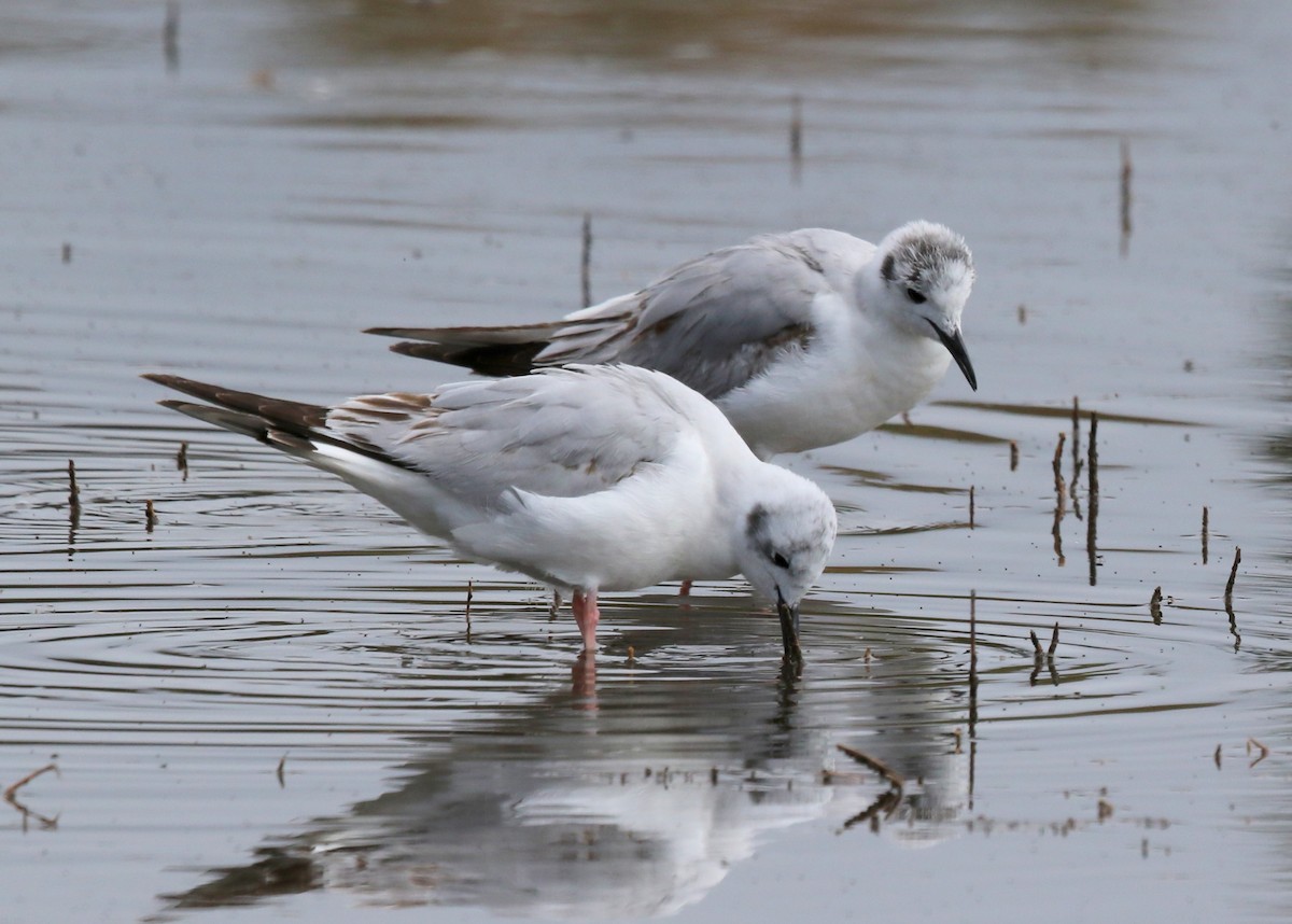 Bonaparte's Gull - ML618518310