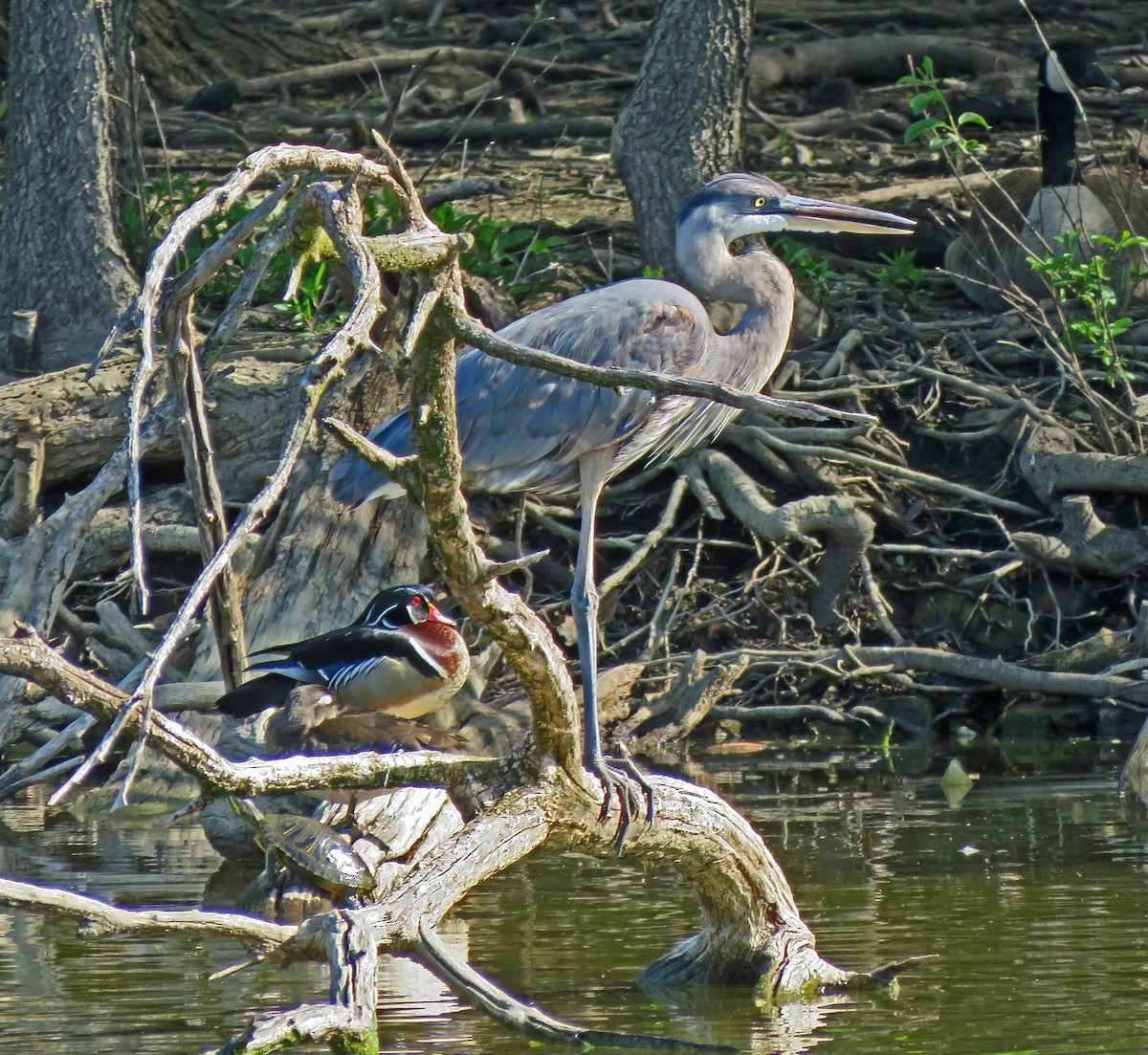 Great Blue Heron - ML618518314