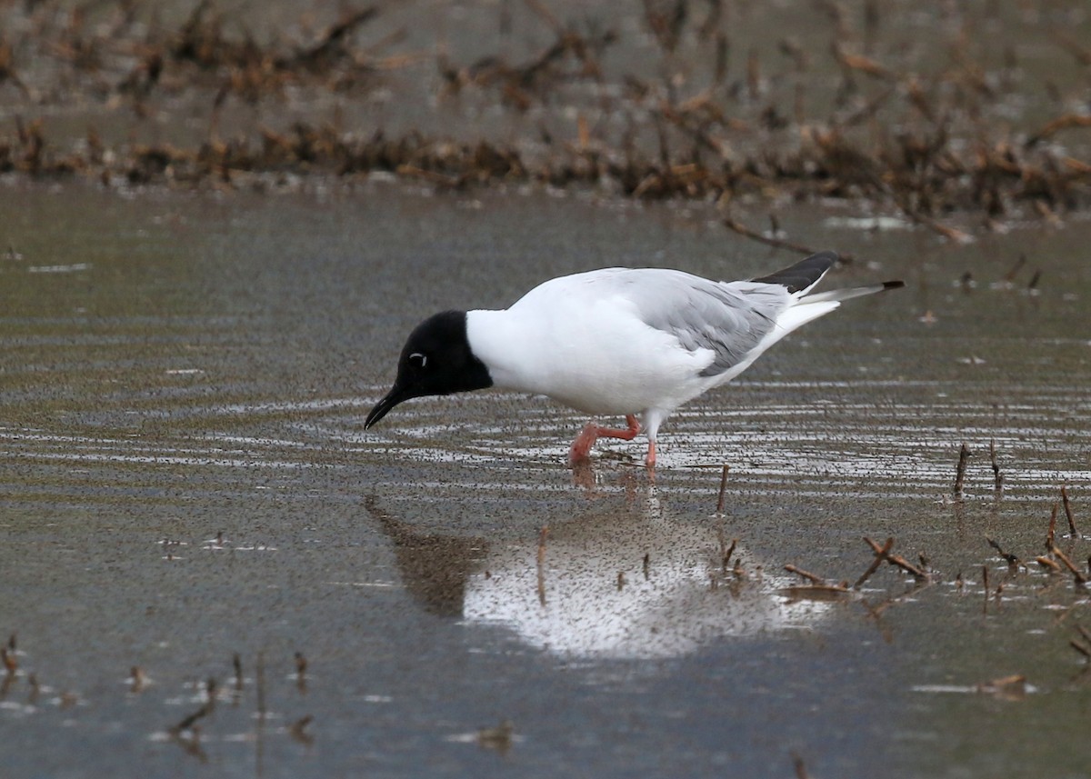 Bonaparte's Gull - Steve Rottenborn