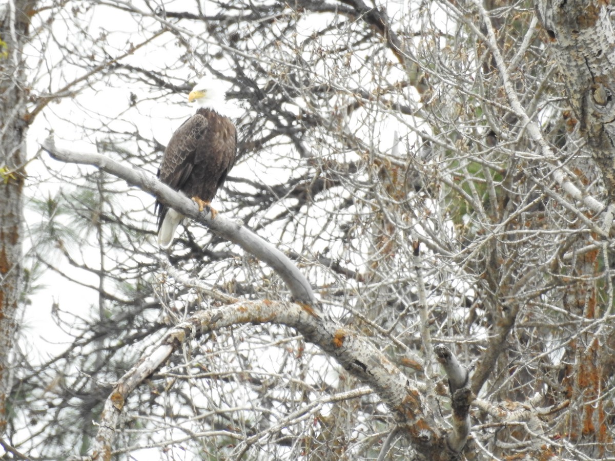 Bald Eagle - ML618518329