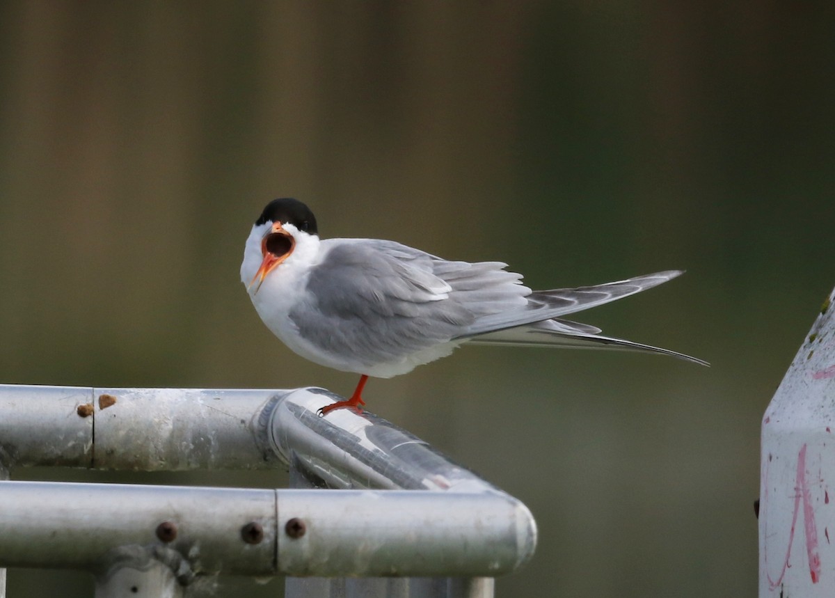 Forster's Tern - Steve Rottenborn