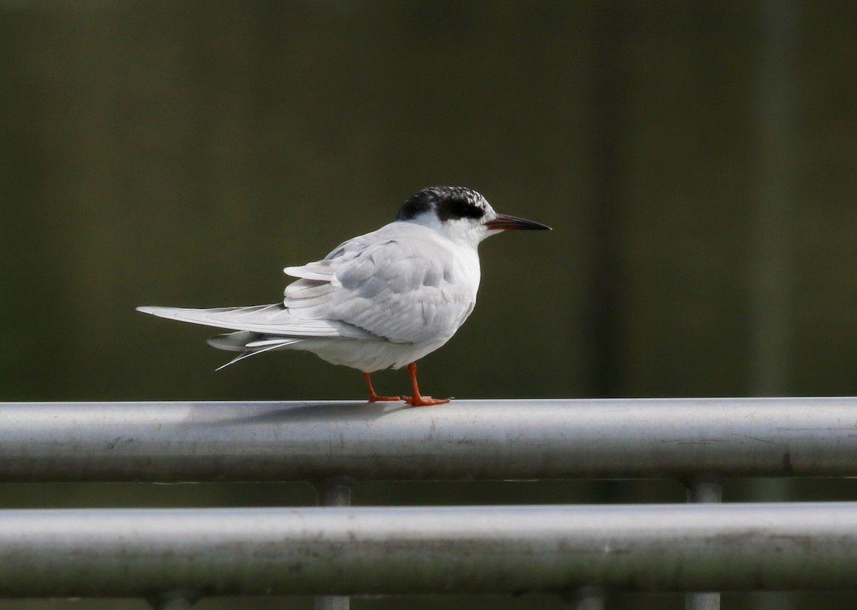 Forster's Tern - Steve Rottenborn