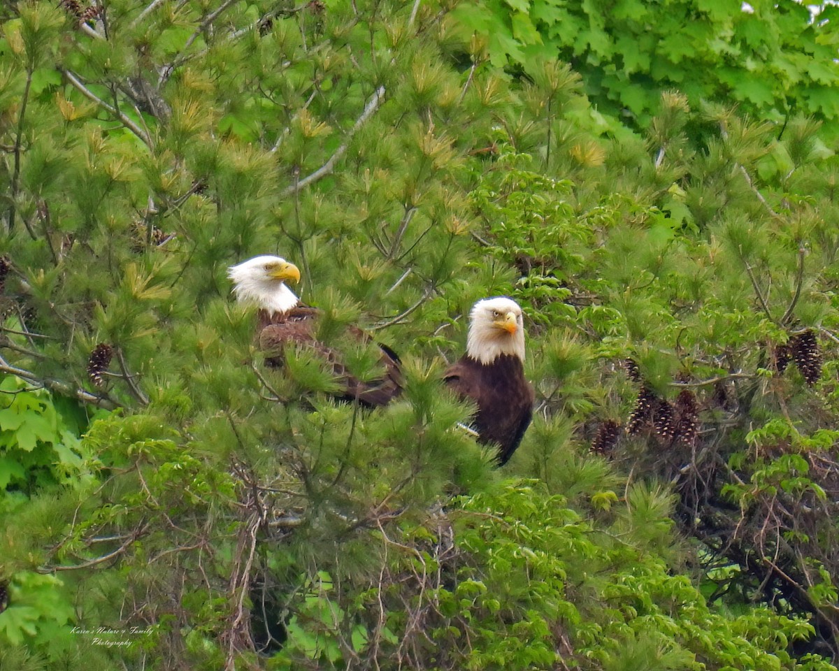 Bald Eagle - ML618518344