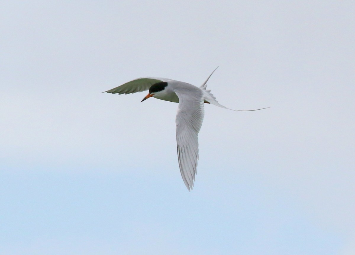 Forster's Tern - Steve Rottenborn