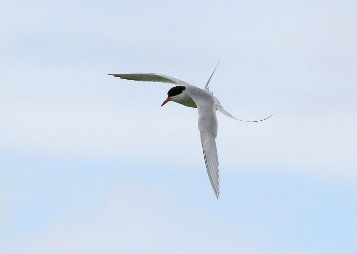 Forster's Tern - Steve Rottenborn