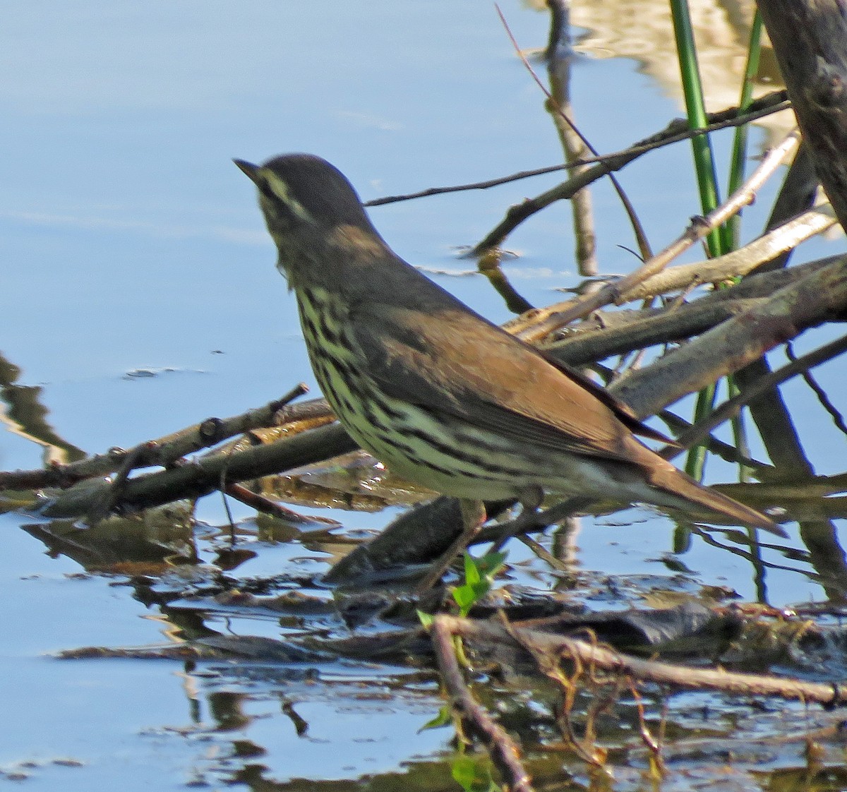 Northern Waterthrush - ML618518353