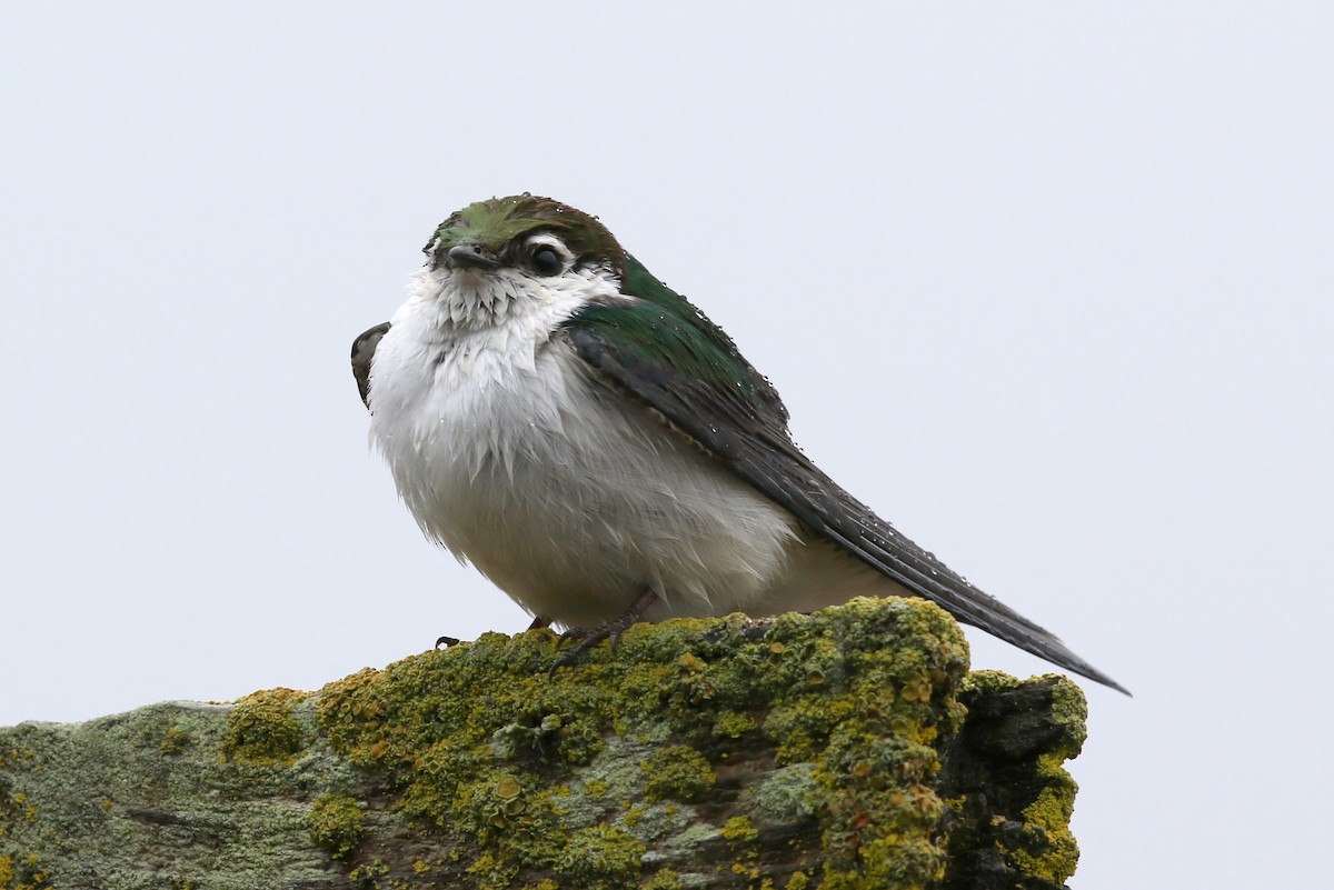 Violet-green Swallow - Steve Rottenborn