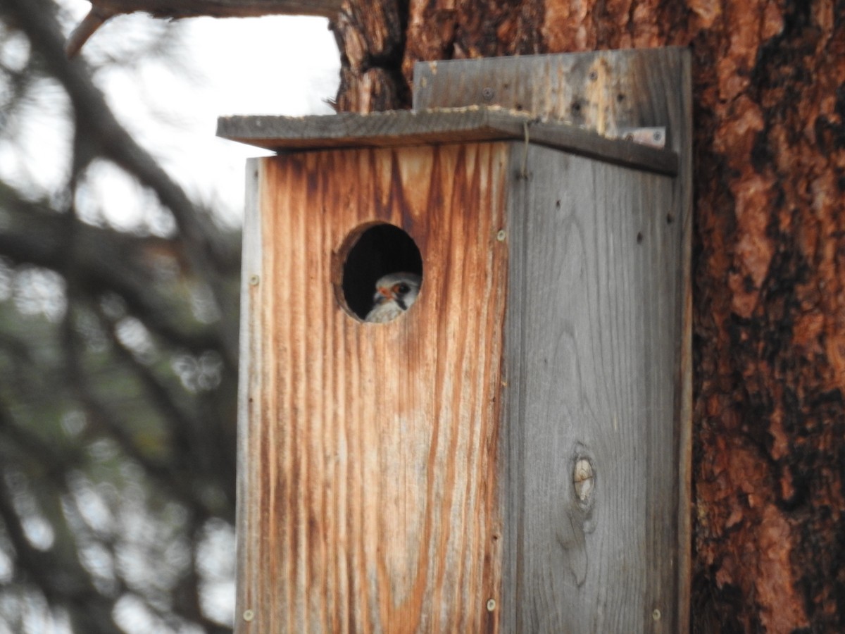 American Kestrel - ML618518371