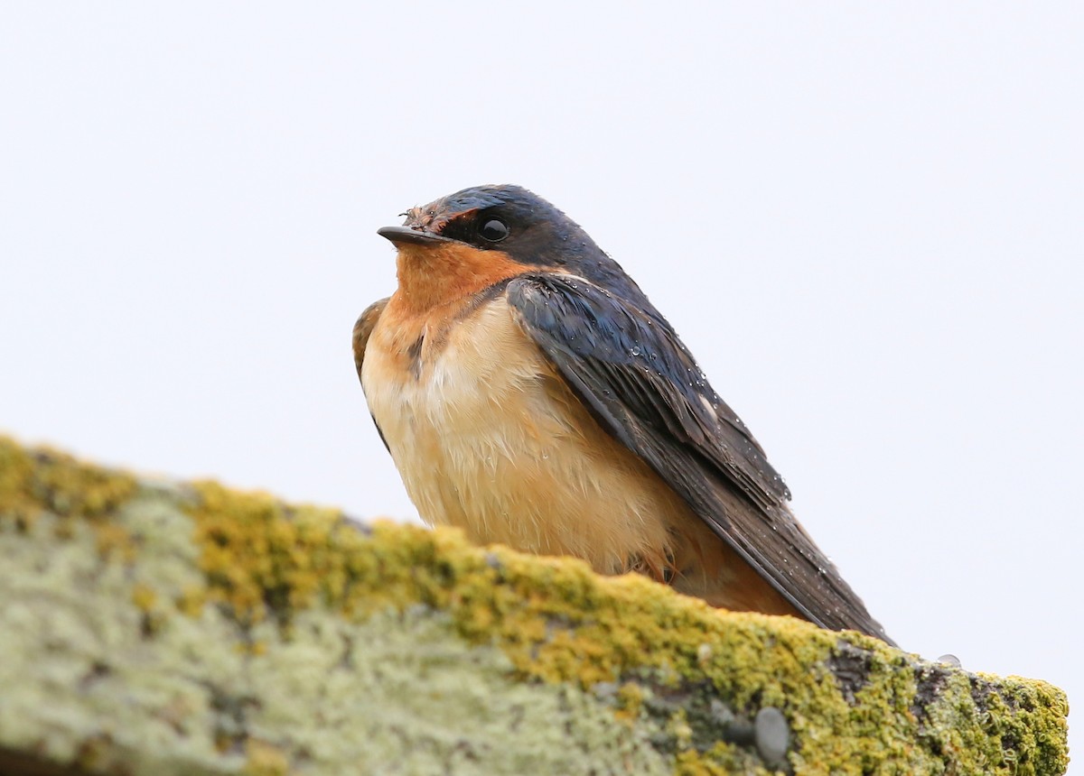 Barn Swallow - Steve Rottenborn