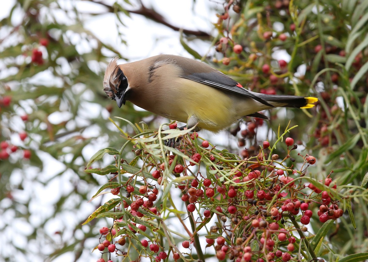 Cedar Waxwing - ML618518383