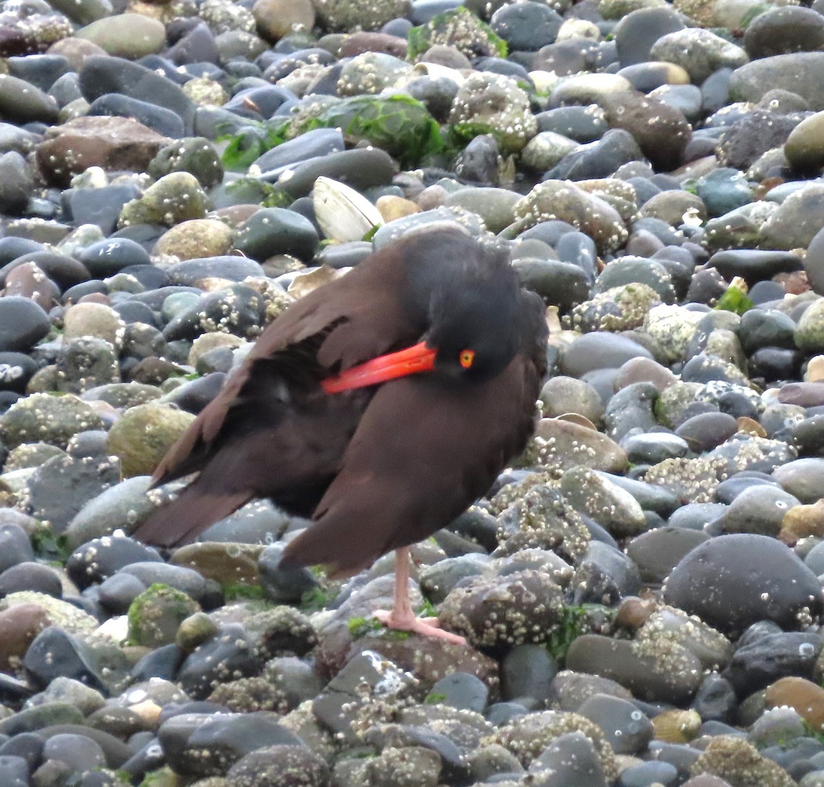 Black Oystercatcher - ML618518386