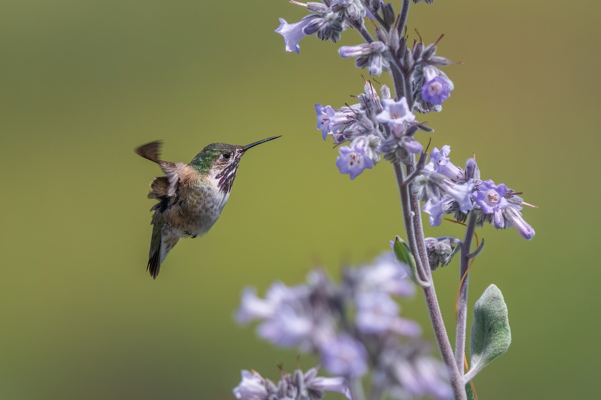 Calliope Hummingbird - ML618518400