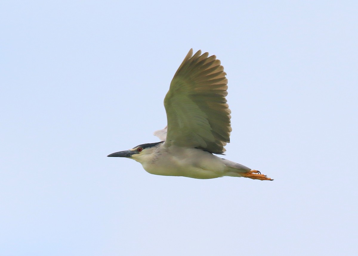 Black-crowned Night Heron - Steve Rottenborn