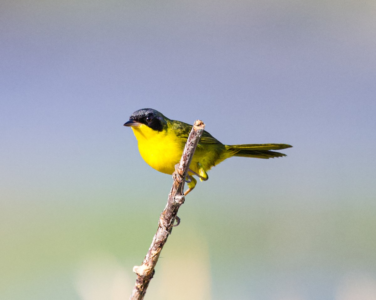 Southern Yellowthroat - ML618518405