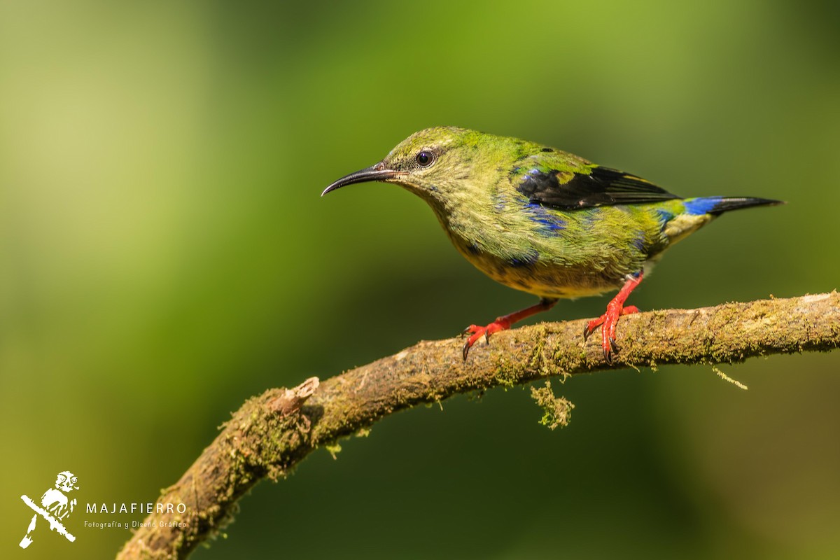 Red-legged Honeycreeper - Roberto Vargas Masis