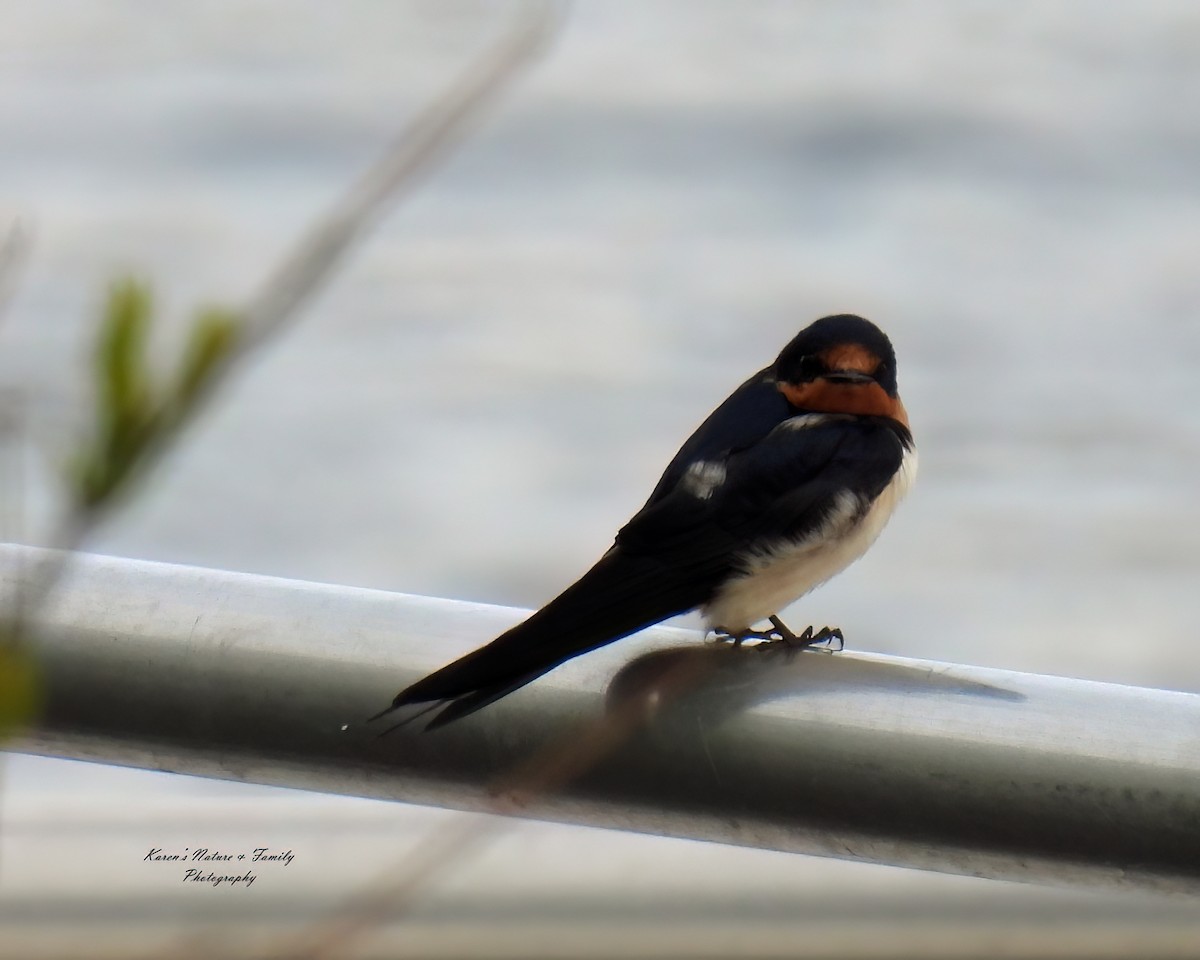 Barn Swallow - ML618518436