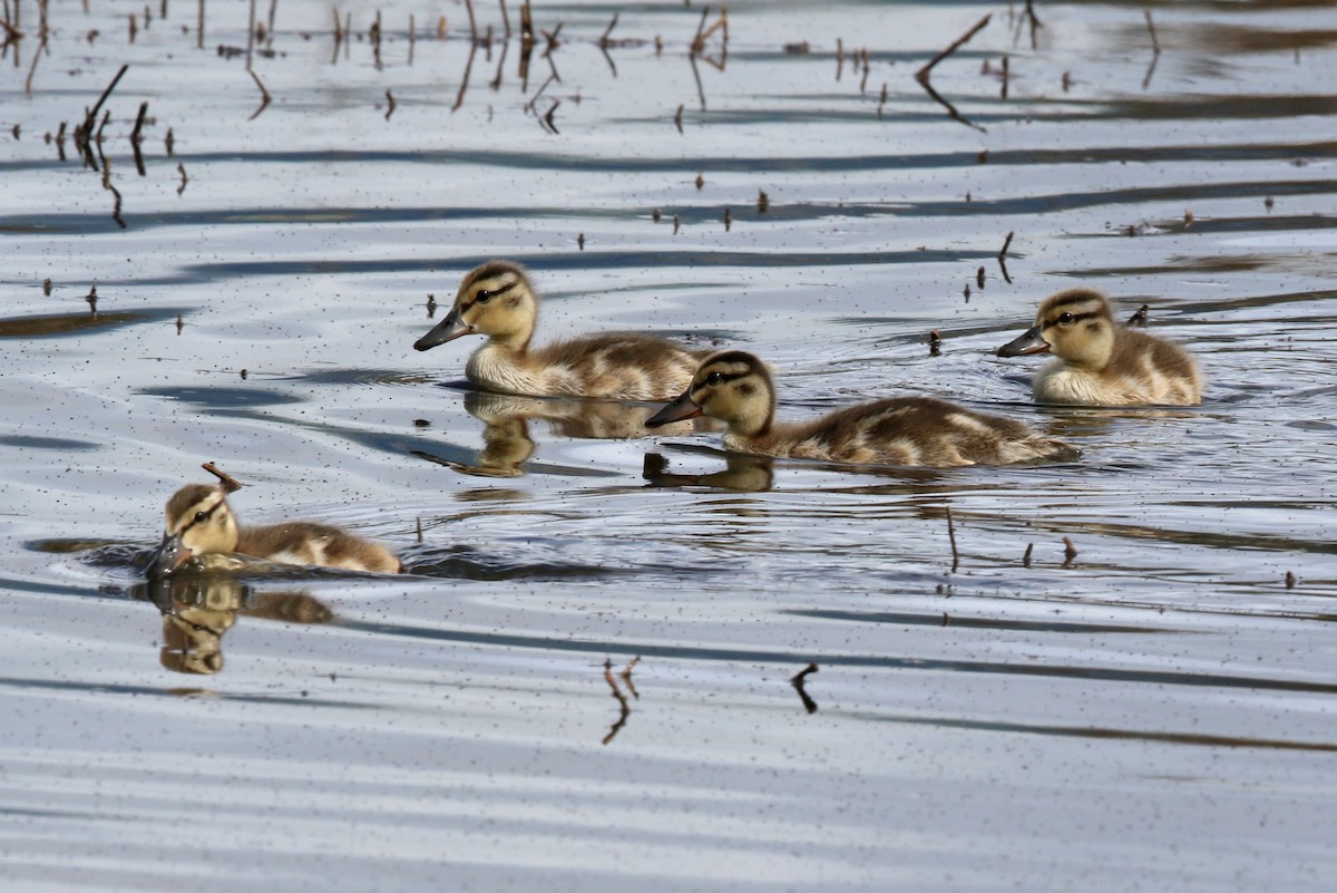 Mallard - Steve Rottenborn