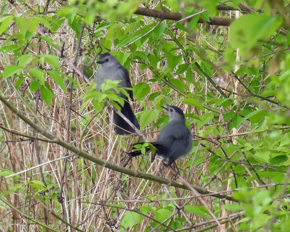 Gray Catbird - Karen VanDyk