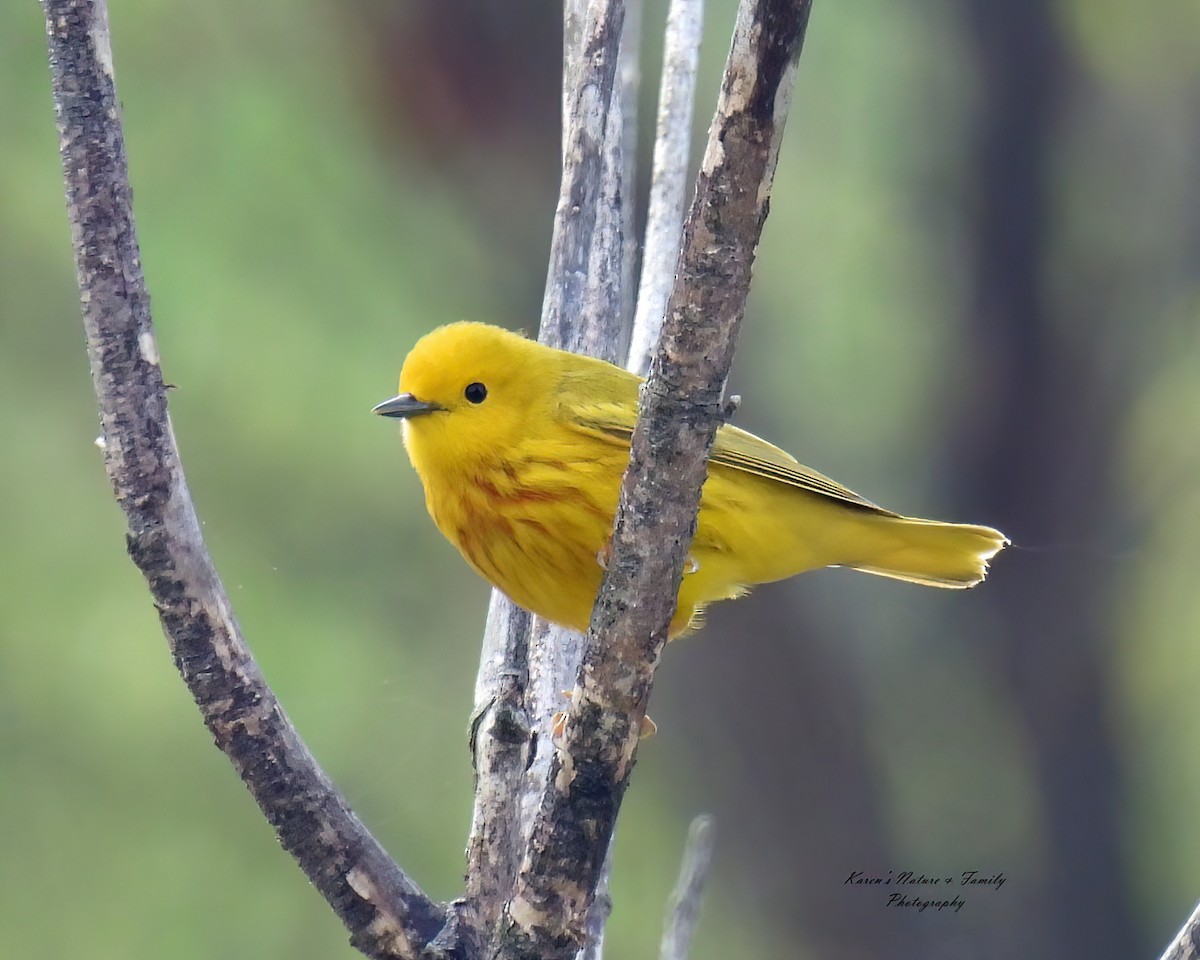 Yellow Warbler - ML618518465