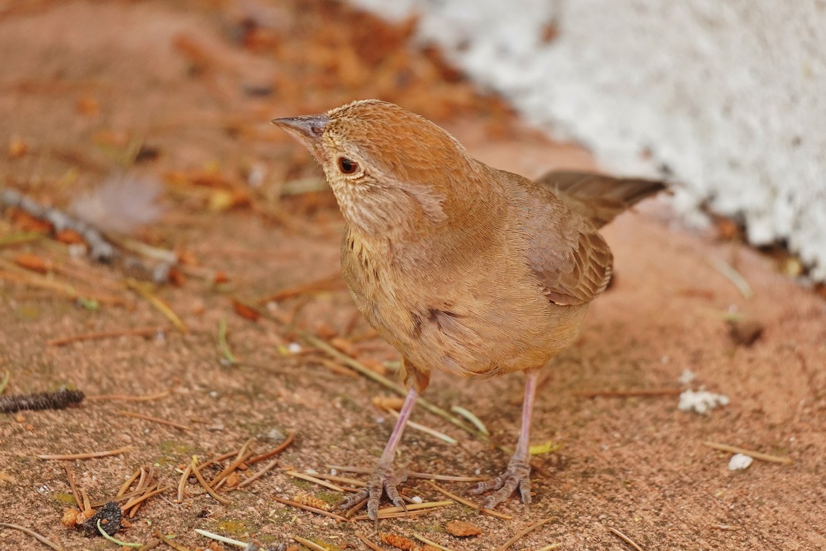 Canyon Towhee - ML618518473