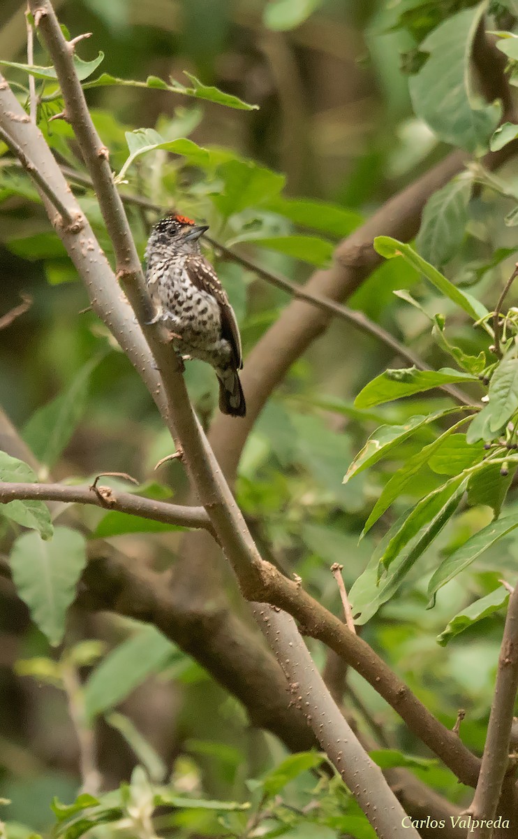 White-barred Piculet - Carlos Valpreda