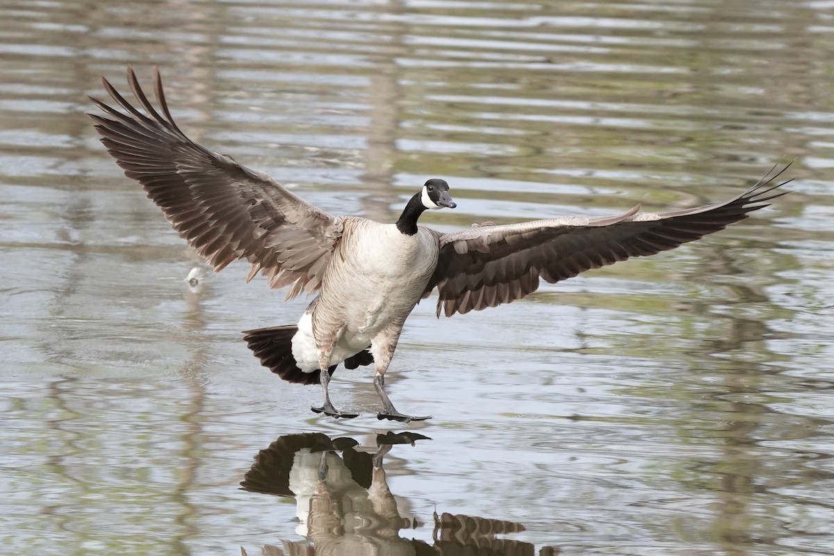 Canada Goose - ML618518505