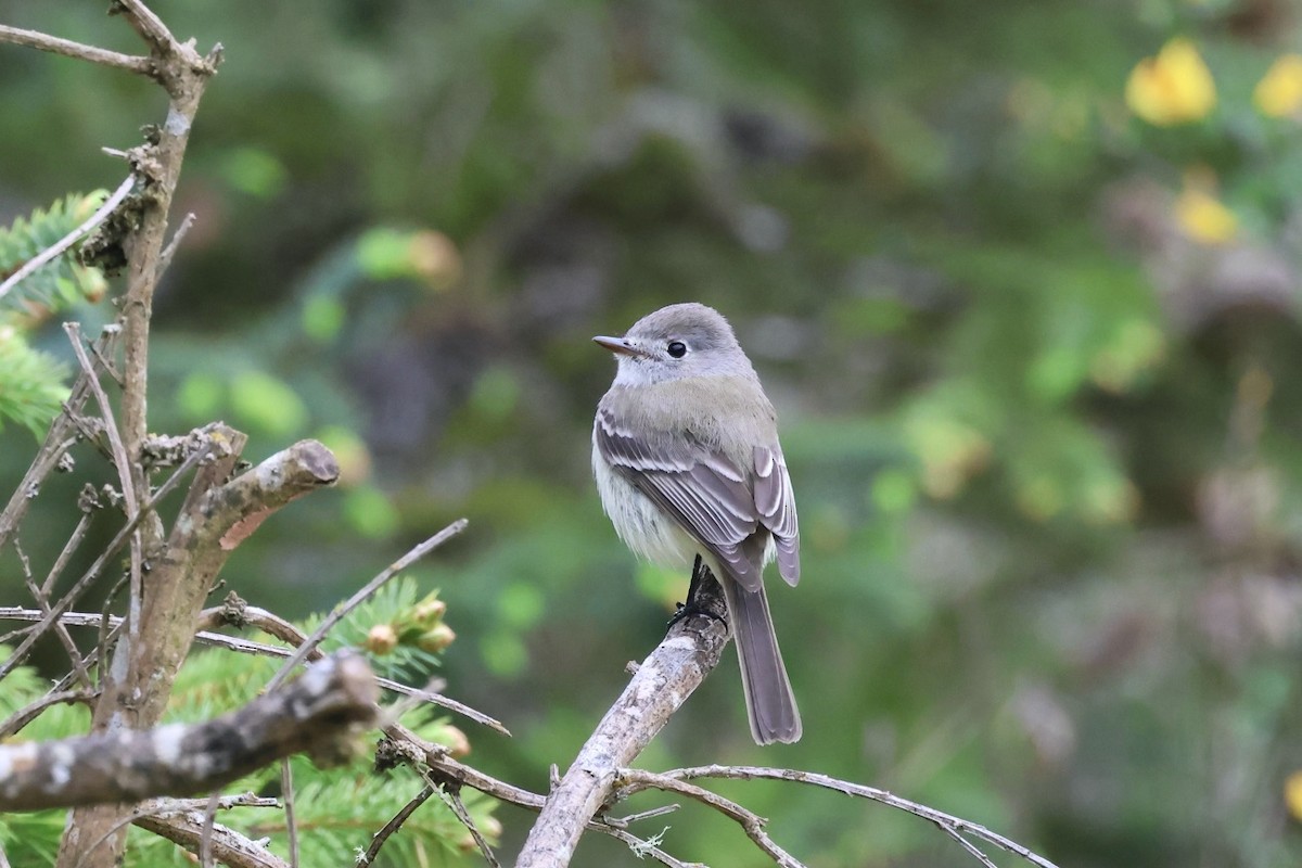 Dusky Flycatcher - Mari Petznek