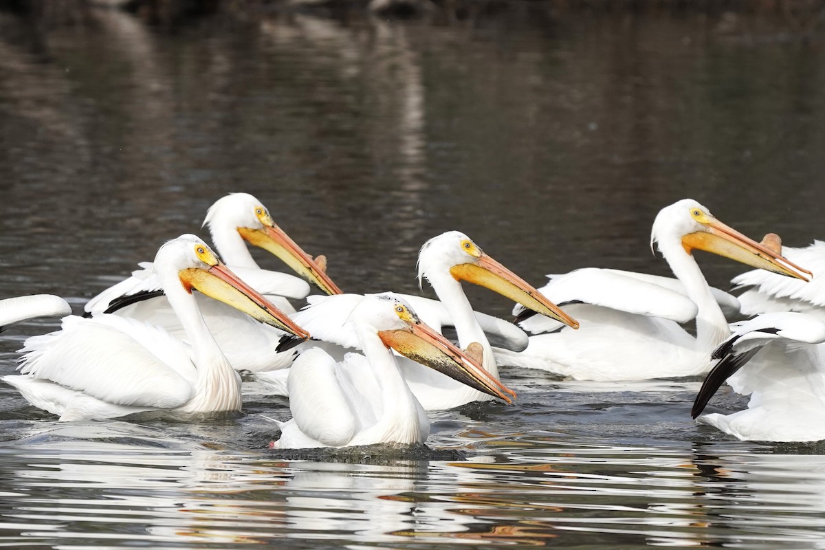 American White Pelican - ML618518515