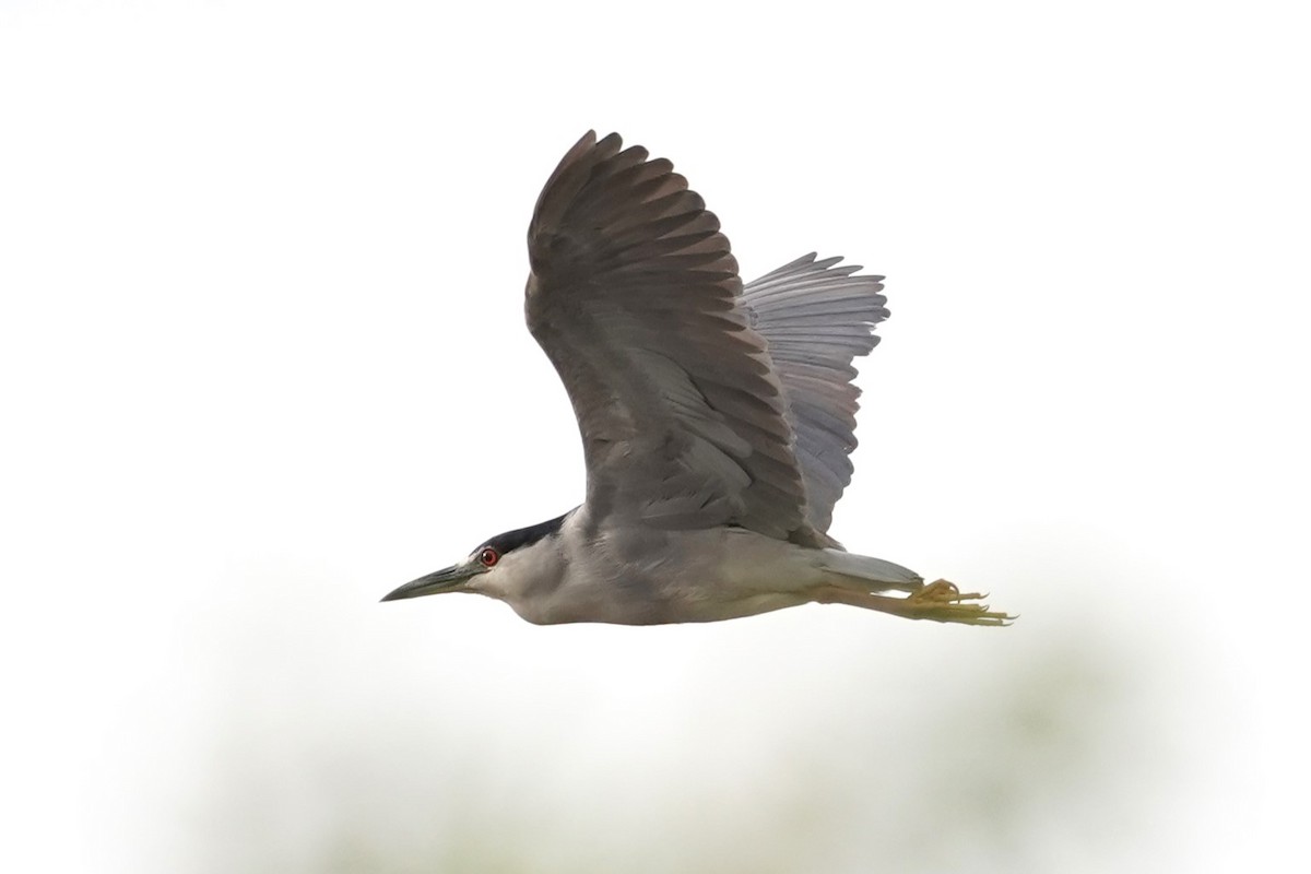 Black-crowned Night Heron - ML618518519