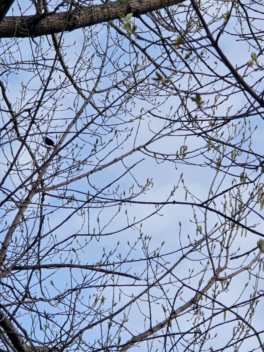 Rusty Blackbird - ML618518525